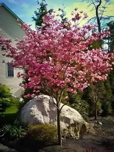 Flowering Dogwood